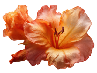 Radiant Orange Gladiolus Blossom Isolated on Transparent Background: A Captivating Floral Display for Botanical Designs and Springtime Illustrations