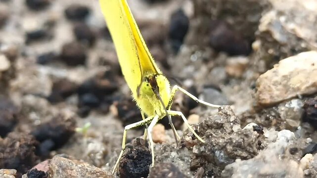 Yellow butterfly supplementing minerals on the ground
땅 표면에서 미네랄을 보충하는 노랑나비2
