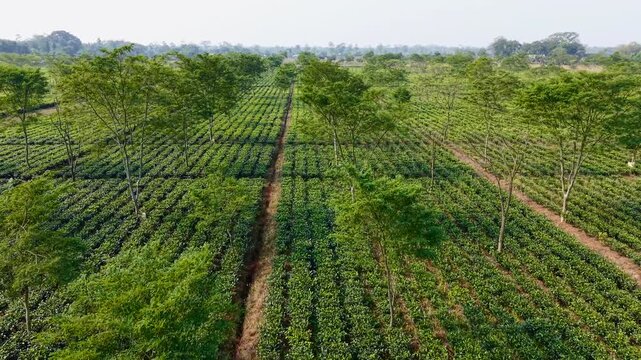Young tea plants in straight rows on farmland with trees in the background. Dolly in flyover, Dibrugarh, Assam