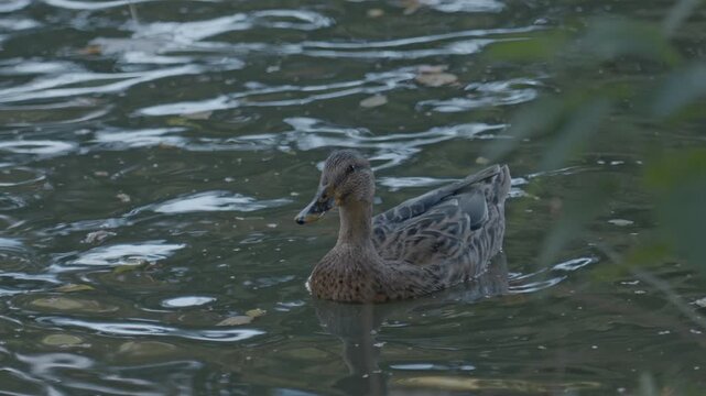 A serene image capturing two ducks, likely Mallards (Anas platyrhynchos), swimming peacefully in the murky water of the pond in Queen Astrid Park (Koningin Astridpark) in Bruges, Belgium.