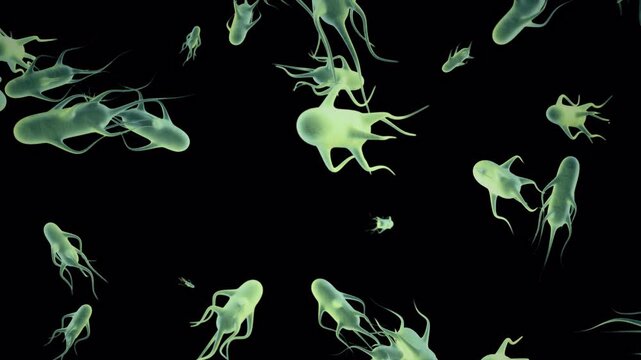 Salmonella On Alpha