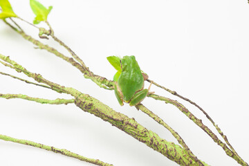 A member of the blue-winged hawk. It is small, measuring 2.5 to 4 cm in length. Its back is gray or green with black patterns scattered across it, and its belly is white or light yellow, but its color
