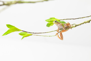 A member of the blue-winged hawk. It is small, measuring 2.5 to 4 cm in length. Its back is gray or green with black patterns scattered across it, and its belly is white or light yellow, but its color