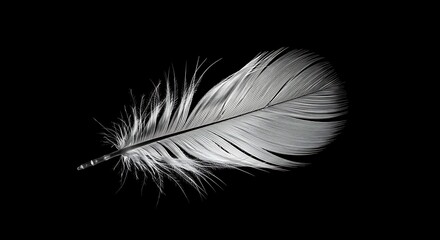 Obraz premium Close up of a single white feather against a black background