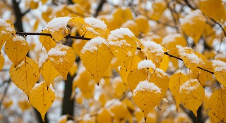 Close up of golden autumn leaves covered in fresh snow on a branch