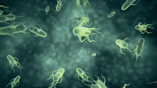 Salmonella