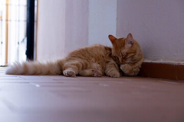 Cat cleaning itself cute ginger tomcat strat pet