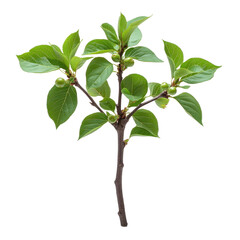 Unripe Cherry Tree Branch With Small Green Fruits and Leaves: Young Cherry Tree, Isolated, Close Up View, Plant Development, Growth Stage, Healthy, Ingredient, Nature, Food Photography