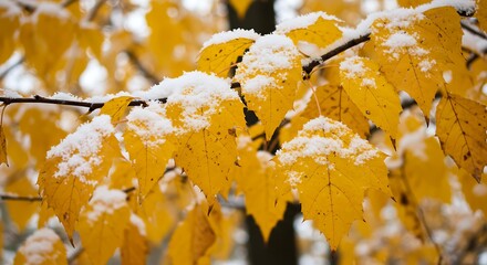 Close up of golden leaves dusted with snow during autumn season