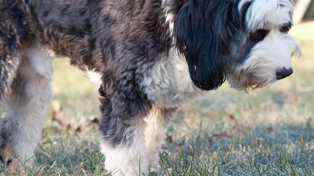 Bernedoodle walking on lawn, eating grass