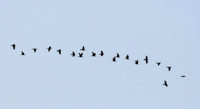 Birds flying in formation against a clear sky conceptual image