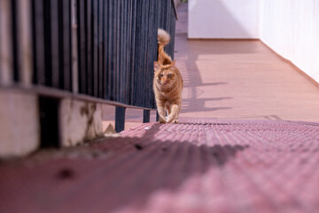 ginger cat tomcat stray walking