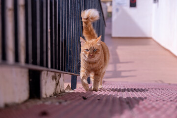 ginger cat tomcat stray walking