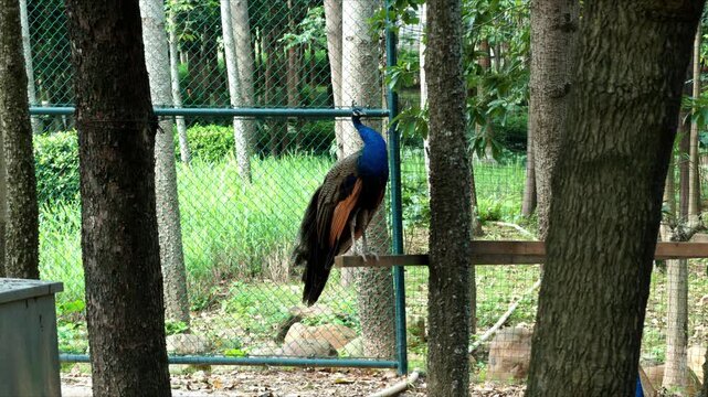Close-up of peacocks raised in the breeding area
