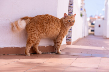 Cat ginger tomcat standing meow stray