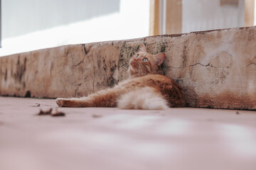 Ginger cat laying down