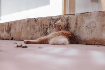 Ginger cat laying down