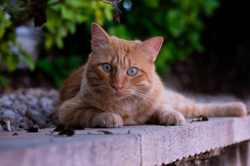 Ginger cat laying down