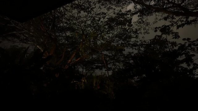 Branches of a tree at Santa Rosa de Cabal thermal springs at night, time lapse