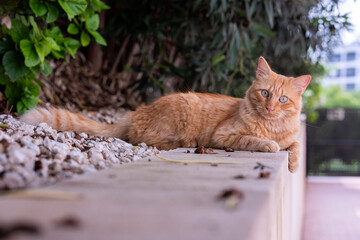 Ginger cat laying down