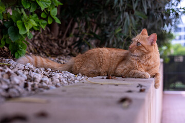 Ginger cat laying down