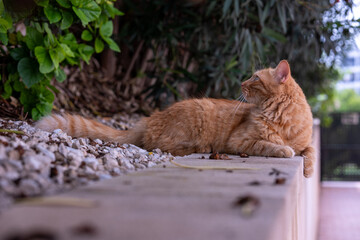 Ginger cat laying down