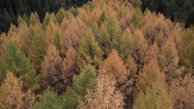 Aerial View of Vibrant Autumn Forest Transitions: Golden and Green Foliage Amidst Pine Trees, Capturing the Stunning Change of Seasons in Nature's Palette
