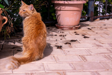 cat in the garden spain stray