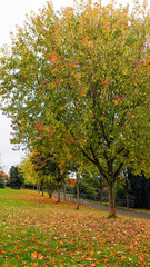 Falling yellow leaves in an autumn park