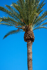 Palm Trees in the Mediterranean 
