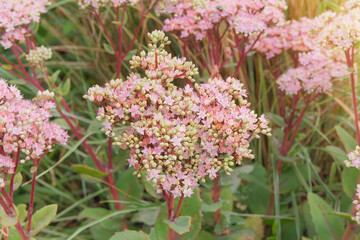 Sedum spectabile with rosy flowers is growing on a plantation. Ornamental plant. Blooming flowers. Autumn cottage garden. Sedum autumn joy.