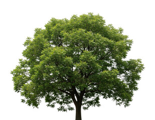 Green tree with dense foliage transparent background cutout png