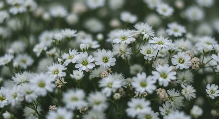 Close up of numerous small white flowers natural outdoor daylight scene