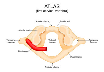 Anatomy of the Atlas vertebra. First cervical vertebra. Human body anatomy. 
