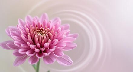 Close up of pink chrysanthemum flower with soft abstract background
