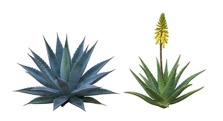 Close up of agave and aloe vera plants isolated on white background