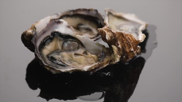 Oysters close up, open fresh french oysters on ice. Healthy sea food. Oyster dinner in restaurant. Gourmet food, delicatessen. Macro shot, Grey background 