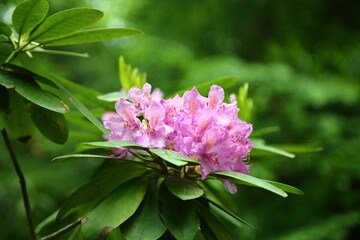 Rhododendron ponticum flower cluster in forest understory environment