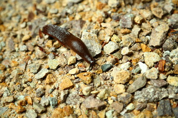 Arion vulgaris terrestrial slug on rocky ground