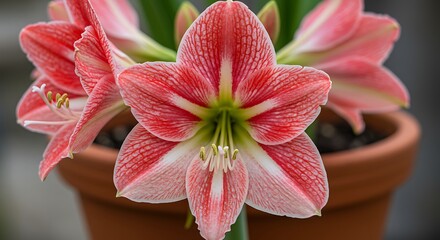 Close up of a blooming amaryllis flower in a terracotta pot