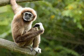 lar gibbon white-handed gibbon, an endangered primate in the gibbon family