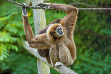 lar gibbon white-handed gibbon, an endangered primate in the gibbon family