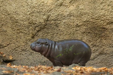 Pygmy hippopotamus Choeropsis liberiensis