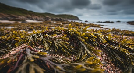 Close up of seaweed on a coastal rock with a dramatic cloudy sky background