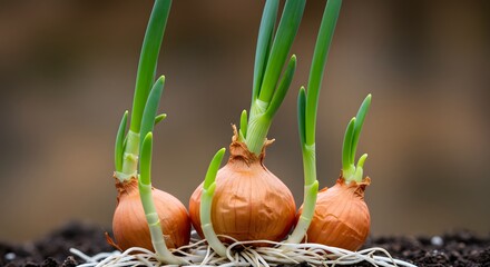 Close up of sprouting onion bulbs growing in soil against blurred background
