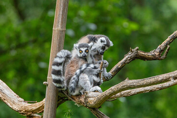 Obraz premium Two playful lemurs interacting on a tree branch in a lush green environment