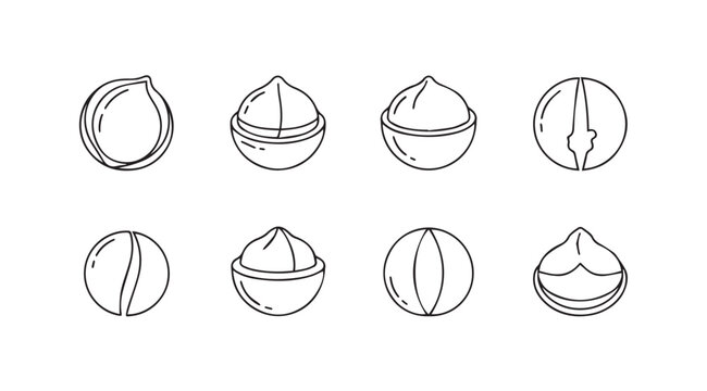 Hand drawn macadamia nuts set realistic sketch style natural healthy food ingredient isolated elements vector