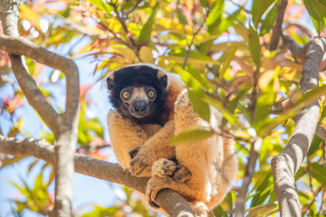 Obraz premium Endangered Coquerel Sifaka Lemur Propithecus coquereli Madagascar