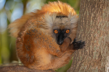 Obraz premium Blue eyed lemur on tree in forest