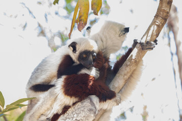 Obraz premium Endangered Coquerel Sifaka Lemur Propithecus coquereli Madagascar